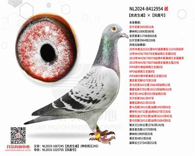 【虎虎生威】×【凤凰号】