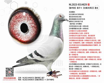 【秘书处】直子×【全能天鸽王】直女