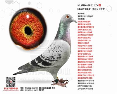 【奥林匹克颶風】直孙×【芬克】
