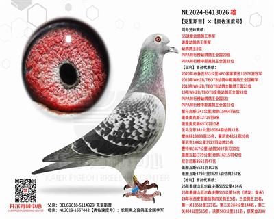 【克里斯普】×【奥佐速度号】
