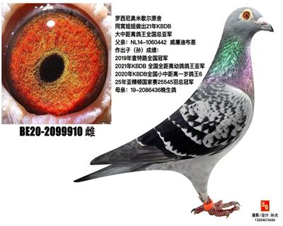 罗西尼奥米歇尔