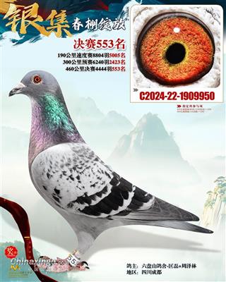 云南银集2025年春460公里决赛553