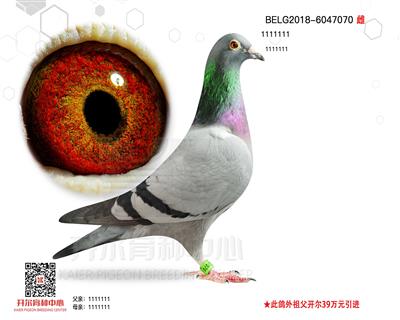 ϡ006OŮ