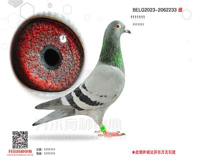 A(ch)N 785O