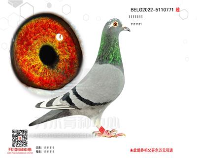 Ͽˡ피N