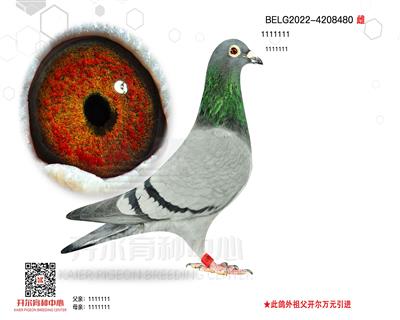 õ 480