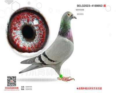ٶȻؠ412ﲩآ
