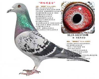 ˹¹ֱŮ