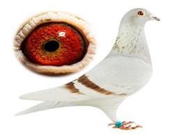 ĸH