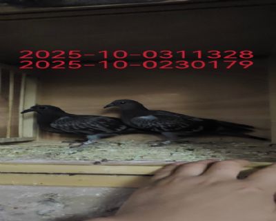 һ(du)