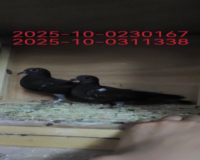 һ(du)