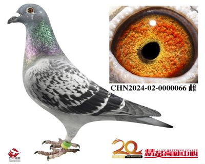 CHN2024-02-0000066 拷贝