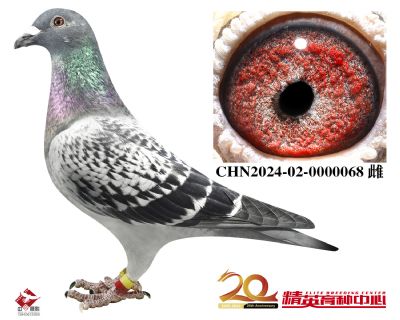 CHN2024-02-0000068 拷贝
