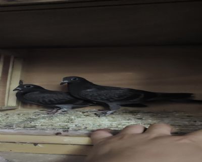 һ