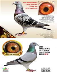 游ĸ