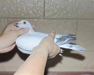 ʮѵ˳鳲