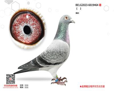 【兰吉】直孙×【漂亮灰雌】