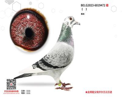 【帽子戏法同母妹妹】