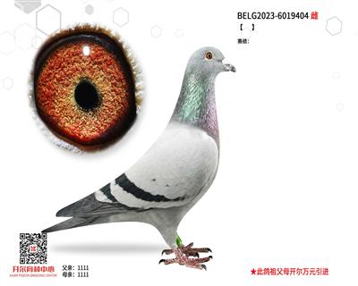 【拿永王者215】×【天使之翼】直孙女