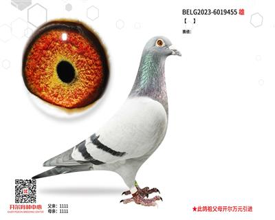 【银帽子戏法】×【拿永王者215】直孙女