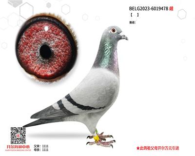【明日之星】