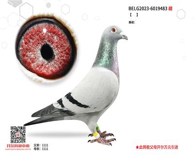 【拿永王者215】×【天使之翼】直孙女