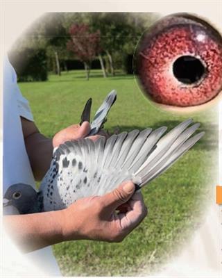 Hֵ܌OŮ