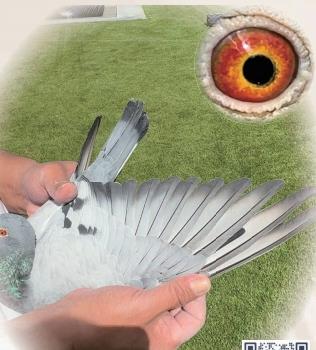 _ֱO