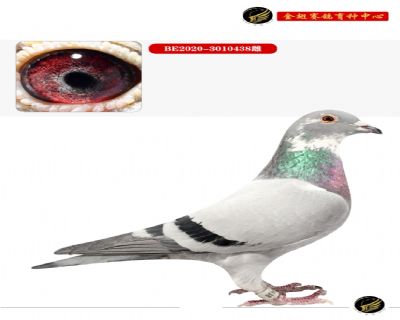 ޡֱ