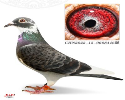 û