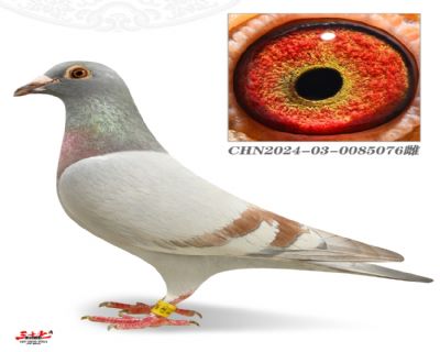 û