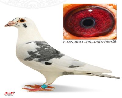 û