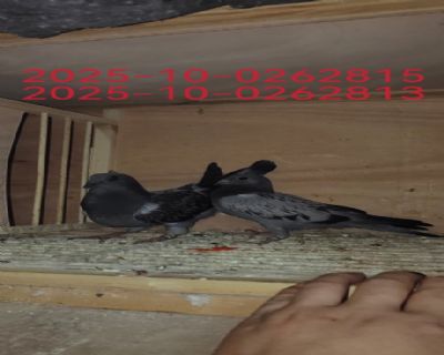 һ(du)