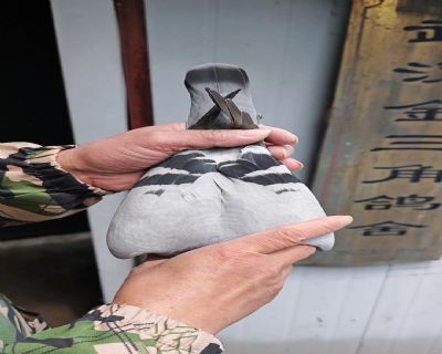 ͼƬ