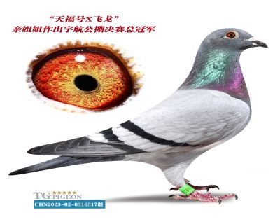 츣Xɸ