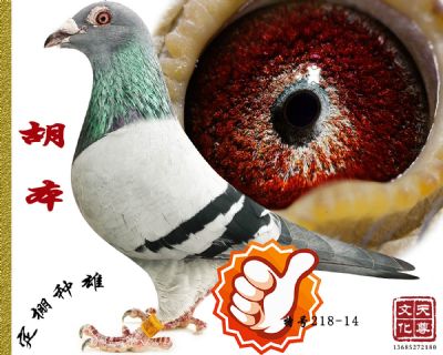       غ218-14