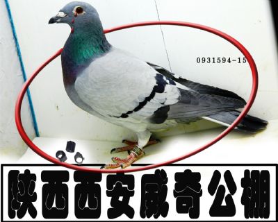 湫Ӣ۸   