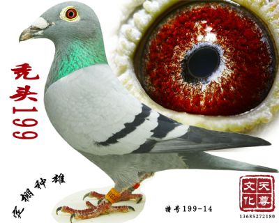 ͺͷ199