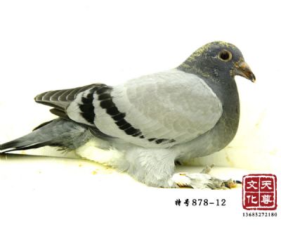 ʶ  غ 878-12