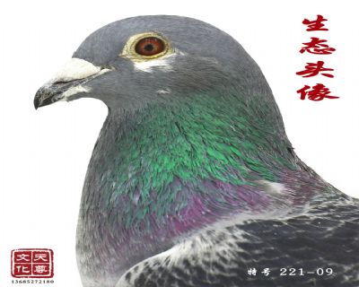 ΰ    غ 221-09