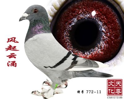 ӿ  غ 772-11