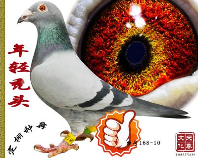 ͺͷʫ  غ 168-10