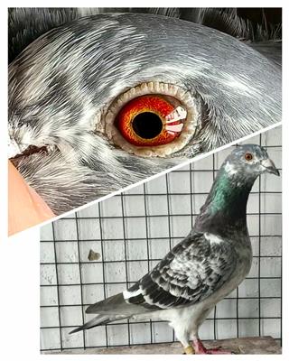 ȭӴ