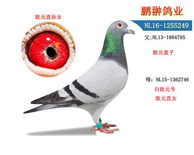 ŷԪֱŮ