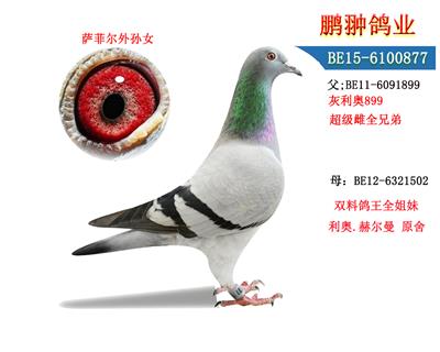 ƶŮ
