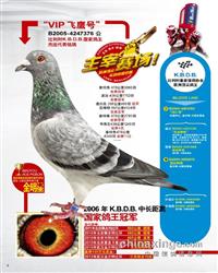 ��VIP����ӥ��