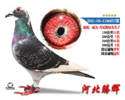 δ