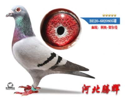 δ