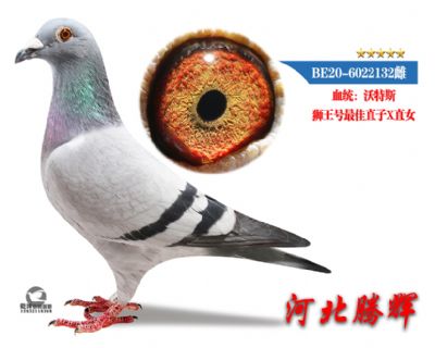 δ