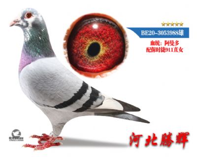 δ